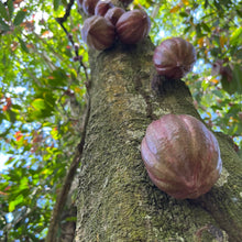 Lade das Bild in den Galerie-Viewer, Kakaoshoten an einem Baum