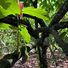Lade das Bild in den Galerie-Viewer, Kakaobaum auf einer natürlichen Plantage in der Dominikanischen Republik